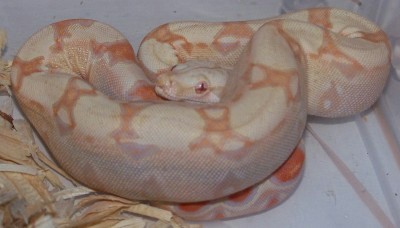 I need a name....