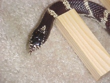 Our Chocolate Cali "Slick"