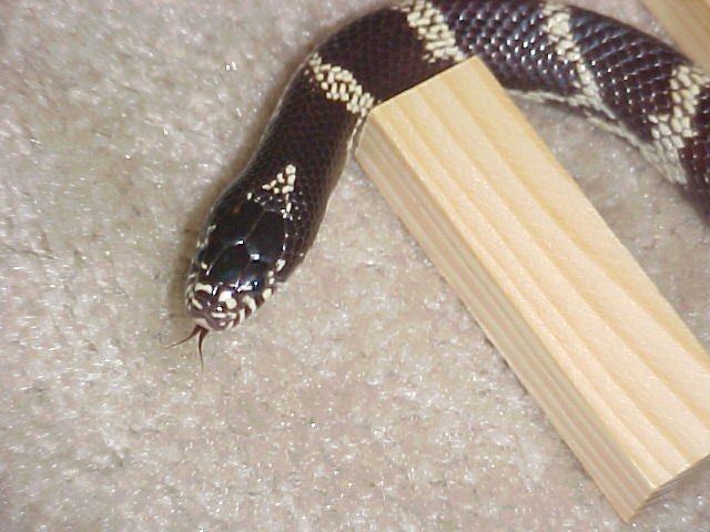Our Chocolate Cali "Slick"