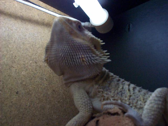 Spike