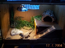 Beardie setup