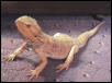 Spike again