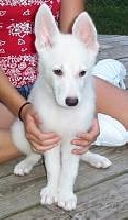 Brianna 10 weeks old