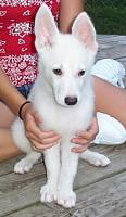 Brianna 10 weeks old
