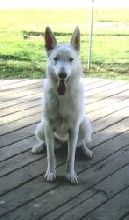 Miss Bree.  Bree will be 2 years old on May 5th, 2005