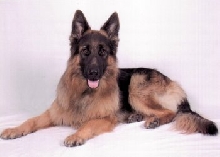 Chaos 17 months old.
