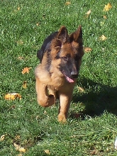 Beautiful boy in motion!