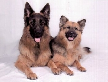 Chaos and Downy