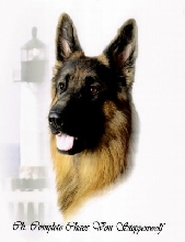 Chaos's new head shot.  Sept. 29th. 2007