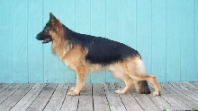 Chaos 1.4 years old