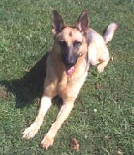 Princess relaxing in the back yard.