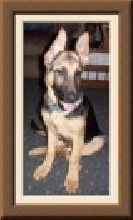 Princess as a pup.  4 months