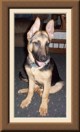 Princess as a pup.  4 months