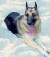 Princess's beloved Ryker