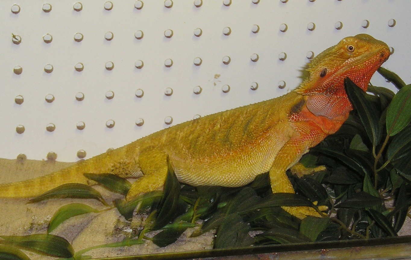 Sunfire Mom