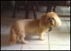 Cookie - Jan. 9, 1987 - Jan. 18, 2004