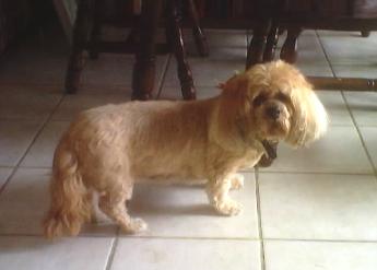 Cookie - Jan. 9, 1987 - Jan. 18, 2004