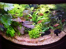 Planted Aquarium