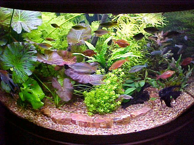 Planted Aquarium