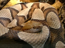 Copperhead