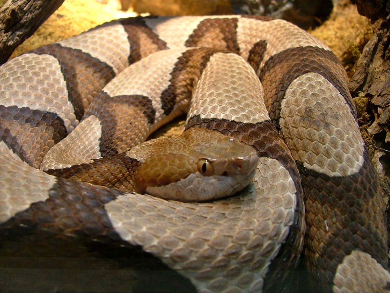 Copperhead