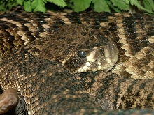 Eastern Diamond Back Rattlesnake