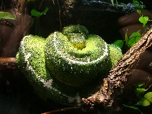 Emerald Tree Boa