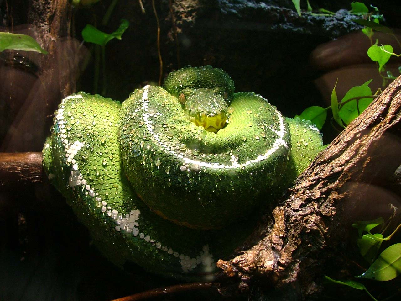 Emerald Tree Boa