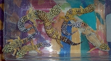 just a few of my leos