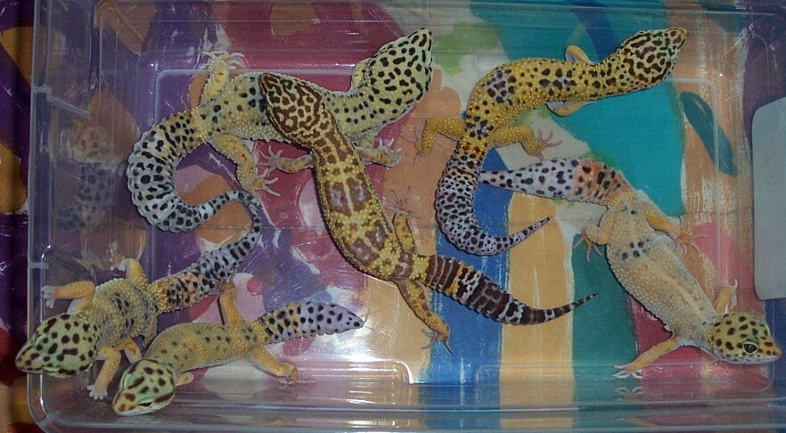 just a few of my leos