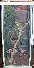 The home of " Chomps " my bibrons gecko