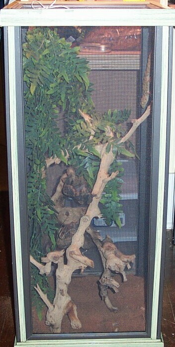 The home of " Chomps " my bibrons gecko