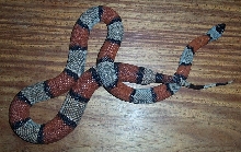 46'' Female Gray-Banded Kingsnake