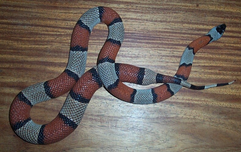 46'' Female Gray-Banded Kingsnake