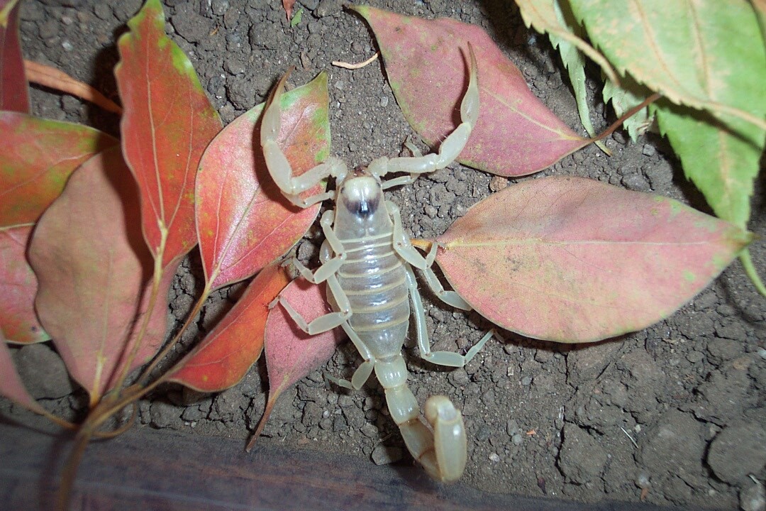 Can you help me identify this scorpion?