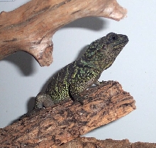 My new sailfin dragon