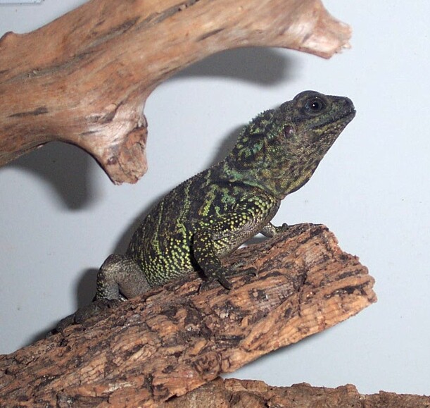 My new sailfin dragon