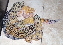 My Breeders