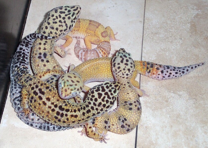 My Breeders