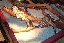 My Beardies