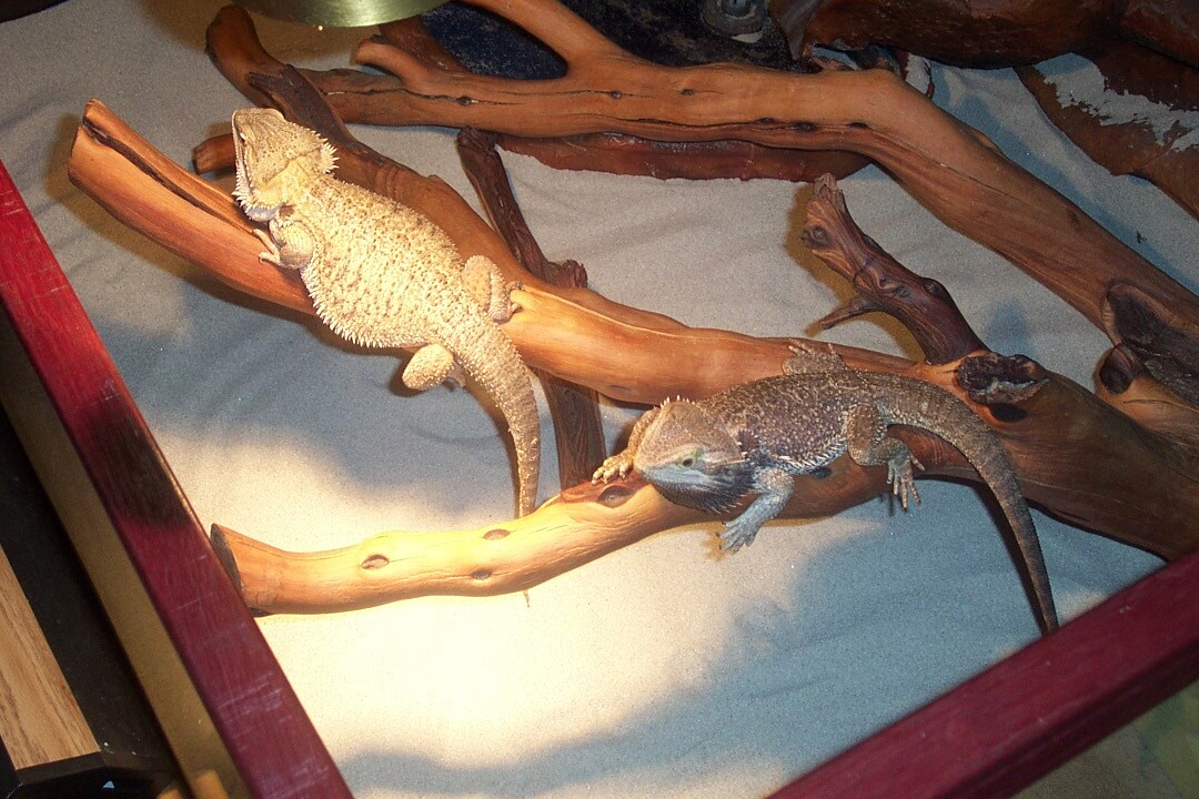 My Beardies
