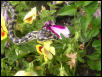 carpet python