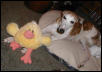 Cricket with Duck