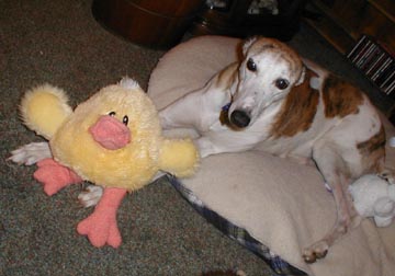 Cricket with Duck