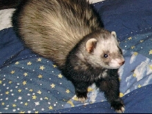 Spike
