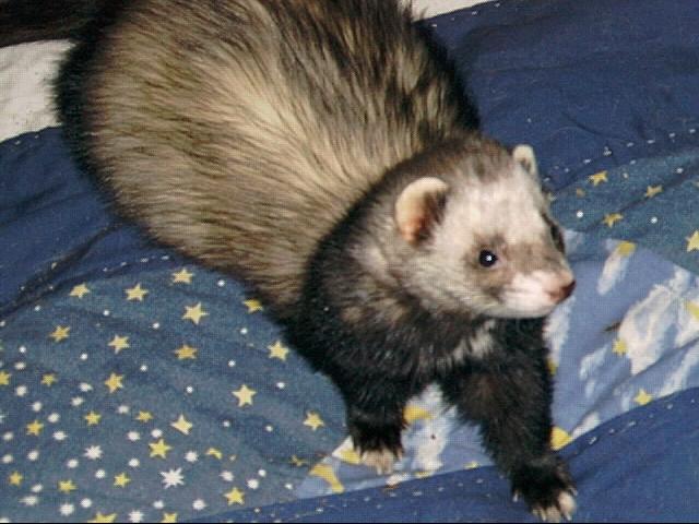 Spike
