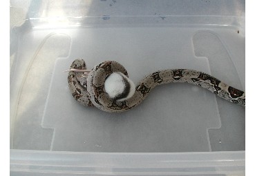 red-tail boa