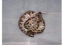Burmese Python