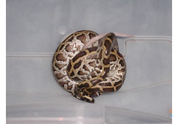 Burmese Python