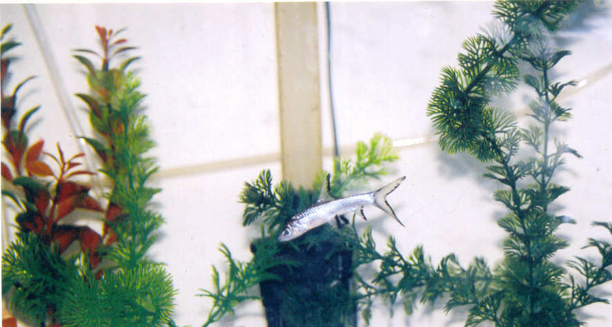 My Bala Shark